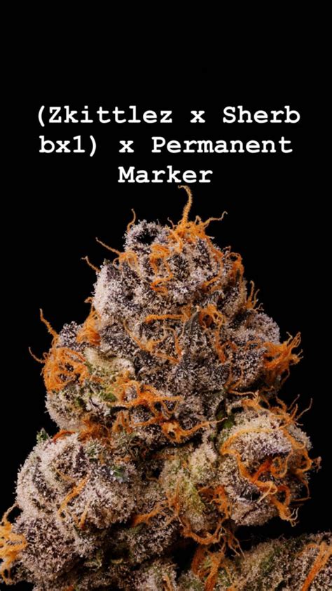 In this case, all of the best attributes found in Sherbert are magnified, resulting in an extra tasty and potent indica flower. . Sherb bx1 seeds